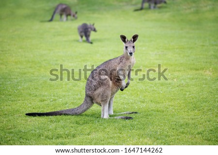 wild wet juvenile eastern grey kangaroo ( Macropus giganteus) with other kangaroos from its mob in the back ground
