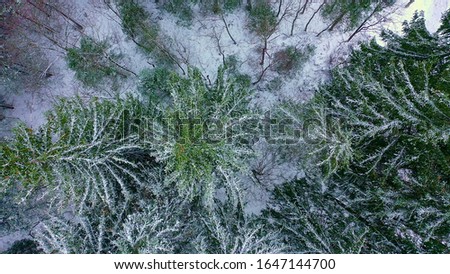 Flight over a fir forest in winter - snow capped trees - aerial photography