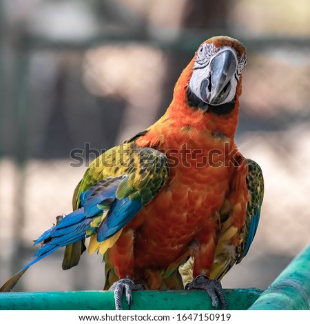 Multicolored parrot in a Thai zoo