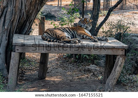 Tiger resting in the shade of a large tree