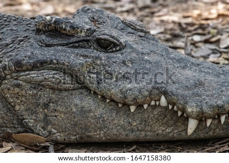 Muzzle of a large tropical crocodile