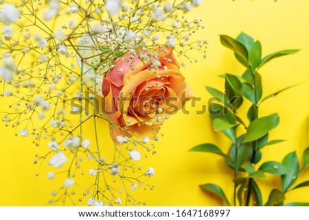 Flower composition. Pink rose, white gypsophila and twigs of ruscus on yellow background. Greeting card for birthday or women day