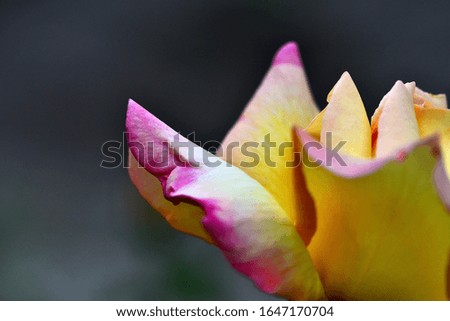 Beautiful rose petals close-up. Macro photography. Abstract composition