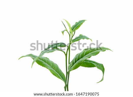fresh tea leaves isolated on a white background