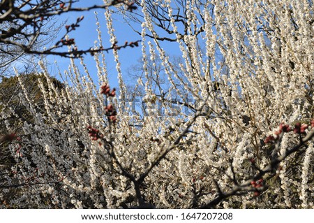 A Bird Perched on a Beautiful Japanese Plum Tree