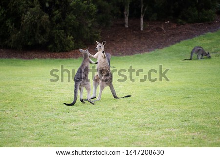 two wild juvenile eastern grey kangaroos (Macropus giganteus) fighting on grass with other kangaroos in back ground