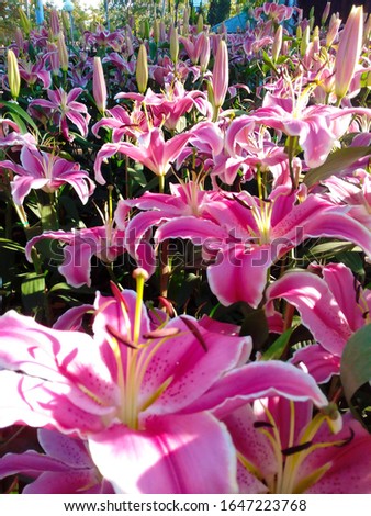 Beautiful pink lily flower field, background image