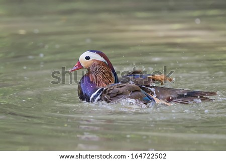 Duck while splashing on the green water background