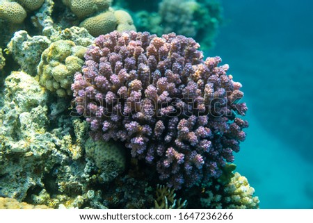 Red sea coral reef with hard corals   through clean water.  Underwater photo.