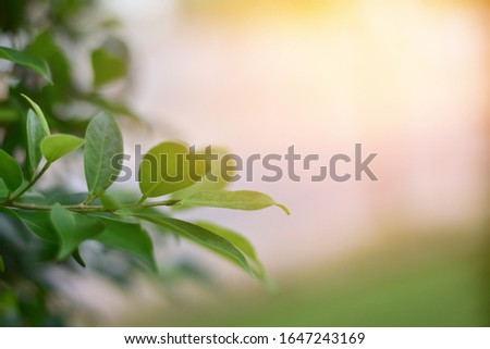 Nature view of green leaves on blurred greenery background. Focus on leaf and shallow depth of field.