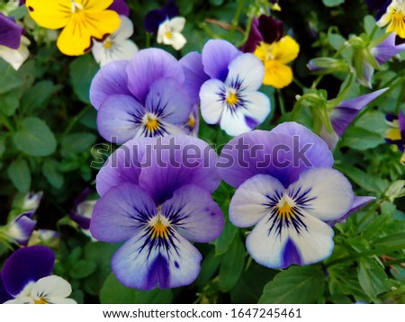Beautiful multicolored viola flower field, background image