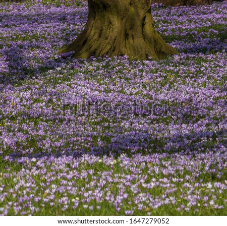 crocus flowers meadow with tree trunk