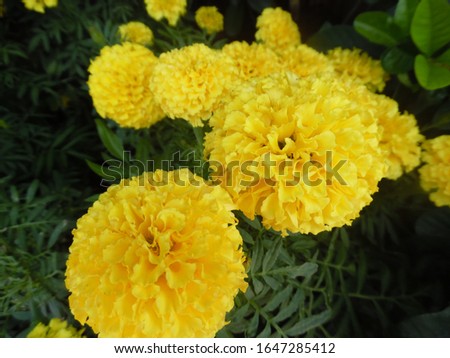 Picture of marigold flowers taken in Phuket, Thailand.