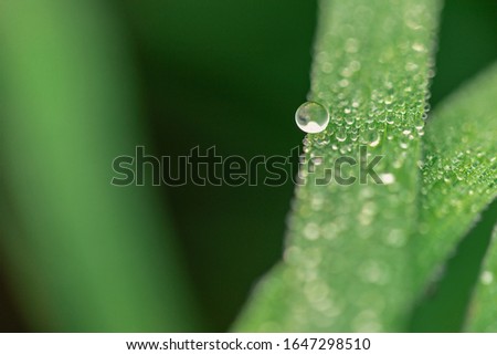 Macro pictures of dew drops on green rice leaves
