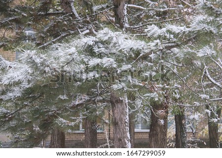 winter tree frozen in snow
