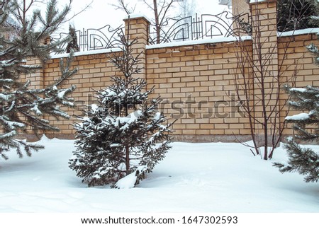 Tree spruce in the winter in the yard on the street covered with snow. Russian winter.