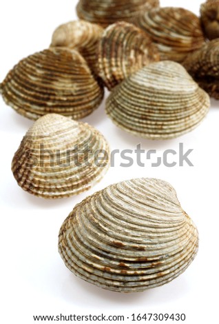 Clam, venus verrucosa, Shells against White Background  