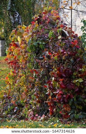 Colorful grape leaves on the fence in autumn 
