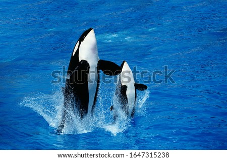 Killer Whale, orcinus orca, Female with Calf Breaching   Royalty-Free Stock Photo #1647315238