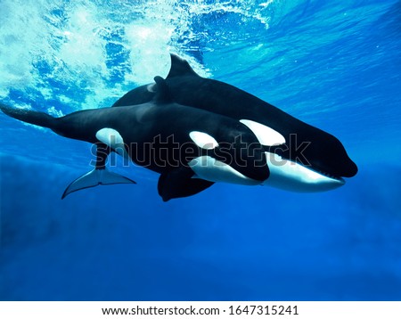Killer Whale, orcinus orca, Female with Calf   Royalty-Free Stock Photo #1647315241