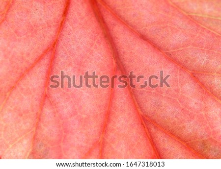 Red flower leaf texture close up