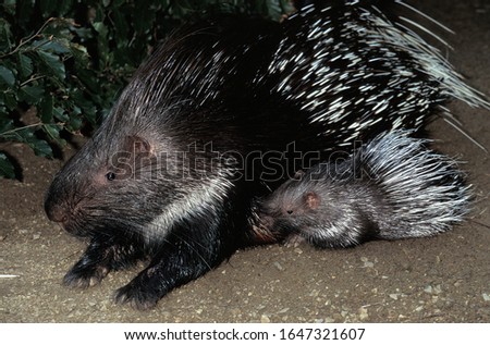Crested Porcupine, hystrix cristata, Female with Young  