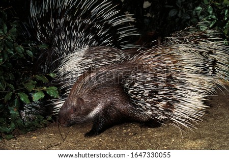 Crested Porcupine, hystrix cristata, Adults 