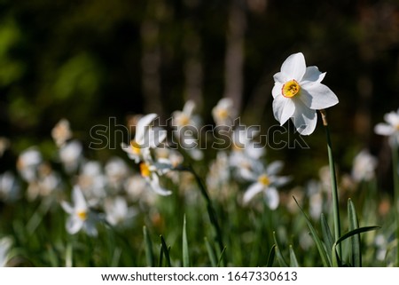 Narcissus poeticus radiiflorus in spring at golica, Slovenia