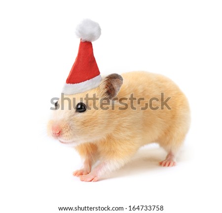 Christmas hamster isolated on white background