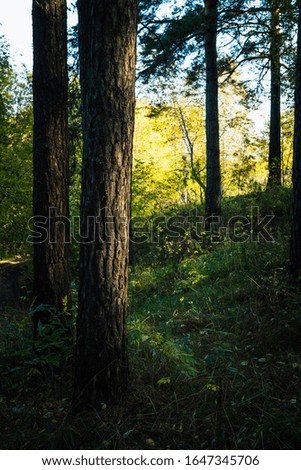 Beautiful autumn forest in the morning sunlight. Selective focus. Shallow depth of field.