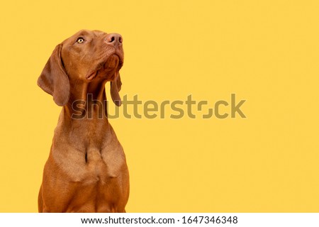Cute hungarian vizsla puppy studio portrait. Dog looking up headshot over bright yellow background.