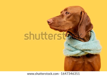 Beautiful hungarian vizsla dog wearing scarf side view studio portrait. Dog sitting and looking to the side over bright yellow background.