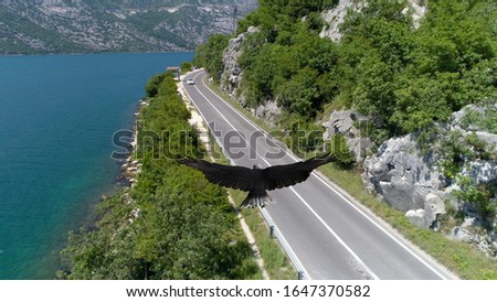 Flight of a bald eagle in Montenegro.
