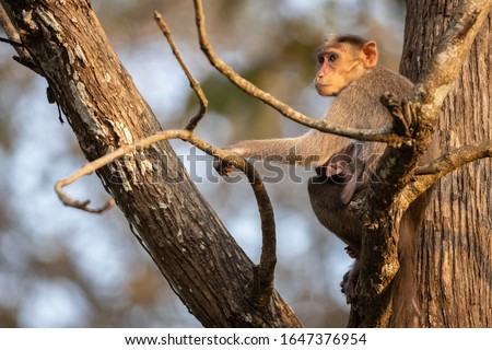 Rhesus macaque mother breast feeding her baby sitting on a tree branch during jeep safari in Nagarhole national park, Kabini, Karnataka, India.