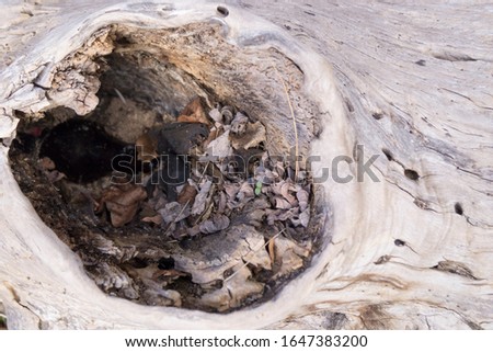 hollow in an old tree trunk