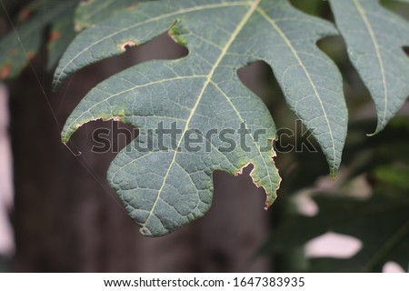 papaya leaves are still fresh and exposed to sunlight