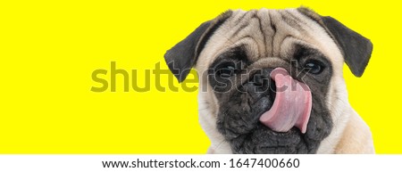 hungry little pug licking its nose as it waits to eat a snack on yellow background Royalty-Free Stock Photo #1647400660