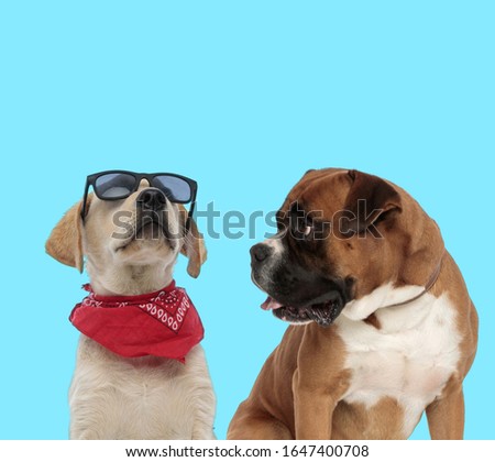 Cool Labrador Retriever wearing sunglasses and bandana and curious Boxer looking at it on blue background