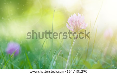 Art Spring Natural Green Background with bokeh, Clover Flowers