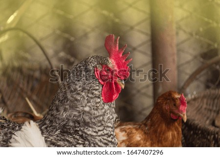 Hens in hen house. Hens in chicken coop. Chicken in hen house. Bio chickens on a home farm