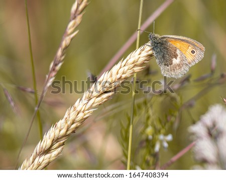 A small heath butterfly (Coenonympha pamphilus) showing its underwing pattern. Pictured in grassland during June.