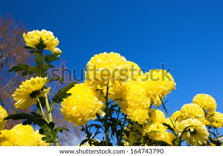 Chrysanthemums on background blue sky