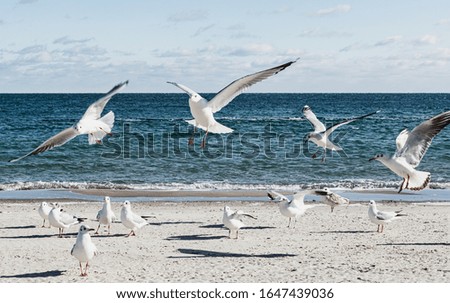 Seagulls on the beach of the Black Sea. Selective focus.