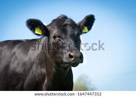Black angus heifer portrait picture blue sky background  Royalty-Free Stock Photo #1647447352