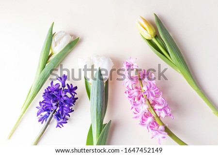 Pink and purple hyacinths and white and yellow tulips on light background. The concept of holiday, celebration, women's day, spring. Background natural image, suitable for banner, postcard. Copyspace.