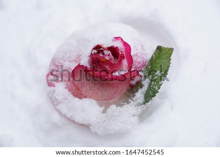 A beautiful pink flower rose flower bud lies bombarded with white snow in winter.                               