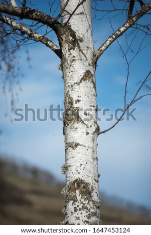Closeup of birch trunk on rural landscape background