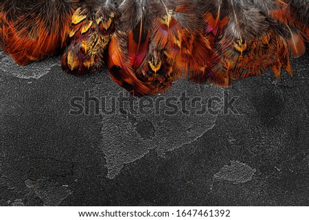 Pheasant feathers  on dark textured background, copy space