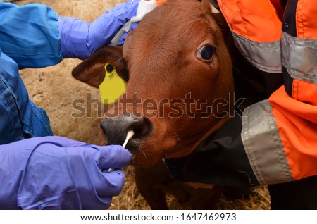 Taking a mucus sample from nostrils of a calf. Protective glove and a cotton swab on hand. Diagnosing Mycoplasma bovis. Nasopharyngeal  swab. The nasal swap. Sample collection Royalty-Free Stock Photo #1647462973