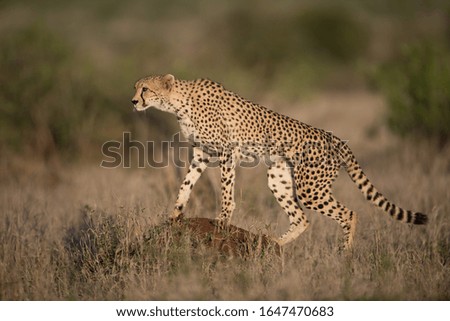 A beautiful cheetah hunting for prey with a blurred background